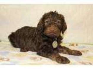 Labradoodle Puppy for sale in Saxe, VA, USA