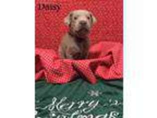 Labrador Retriever Puppy for sale in Wesson, MS, USA