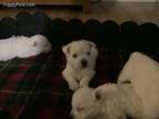 West Highland White Terrier Puppy for sale in Batesville, AR, USA