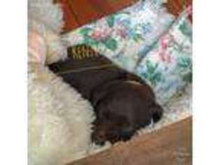 Labrador Retriever Puppy for sale in Elkton, VA, USA
