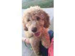 Labradoodle Puppy for sale in Perrysburg, OH, USA