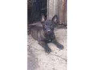 Belgian Malinois Puppy for sale in Indianapolis, IN, USA