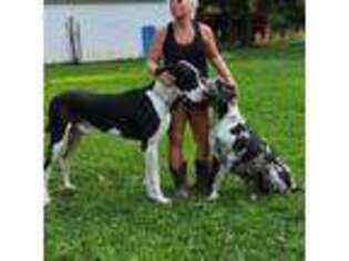 Great Dane Puppy for sale in Camby, IN, USA