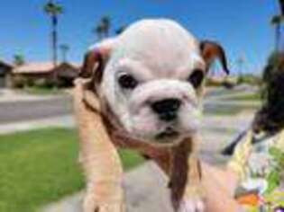 Bulldog Puppy for sale in La Quinta, CA, USA