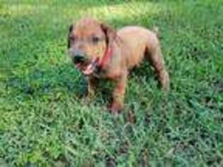 Rhodesian Ridgeback Puppy for sale in Dover, AR, USA