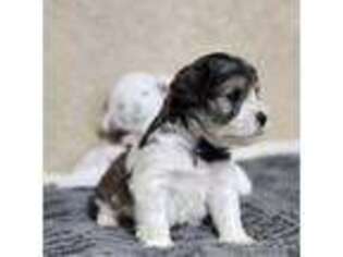 Mutt Puppy for sale in Trinity, AL, USA
