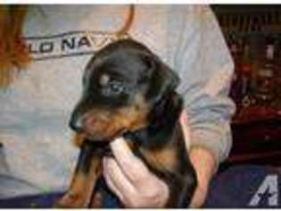 Doberman Pinscher Puppy for sale in PITTSBURGH, PA, USA