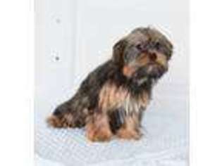 Shorkie Tzu Puppy for sale in Dover, OH, USA