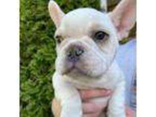 French Bulldog Puppy for sale in Federal Way, WA, USA