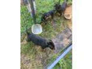 Rottweiler Puppy for sale in Philadelphia, PA, USA