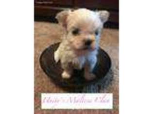 Maltese Puppy for sale in Ocala, FL, USA