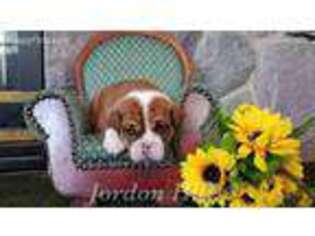 Bulldog Puppy for sale in Horton, MI, USA