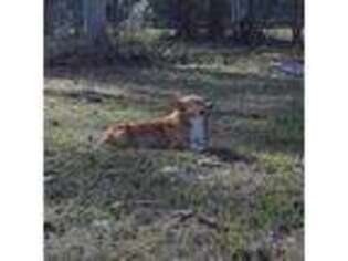 Pembroke Welsh Corgi Puppy for sale in Avon Park, FL, USA