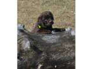 Labrador Retriever Puppy for sale in Vestaburg, MI, USA