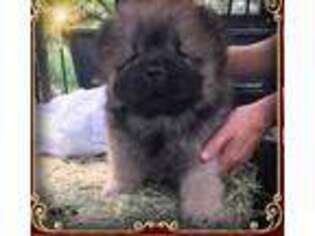 Chow Chow Puppy for sale in La Vernia, TX, USA