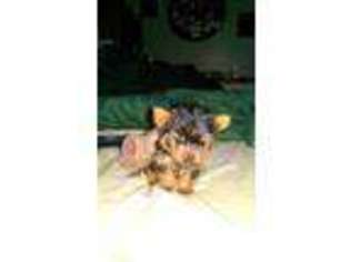 Yorkshire Terrier Puppy for sale in PURLEAR, NC, USA