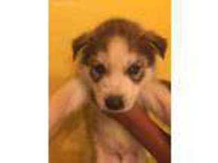 Siberian Husky Puppy for sale in Watertown, CT, USA