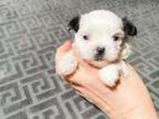 Mal-Shi Puppy for sale in Tampa, FL, USA