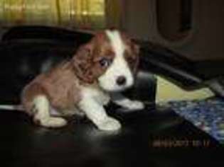 Cavalier King Charles Spaniel Puppy for sale in Stover, MO, USA