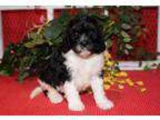 Cavapoo Puppy for sale in Hutchinson, KS, USA
