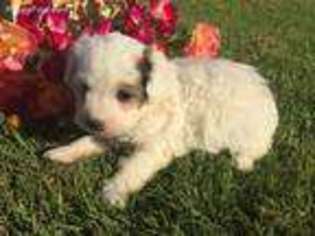 Bichon Frise Puppy for sale in Georgetown, OH, USA