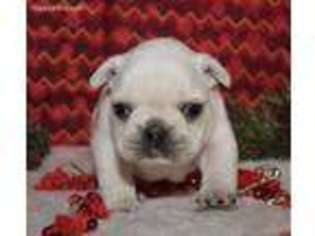 French Bulldog Puppy for sale in Memphis, MO, USA