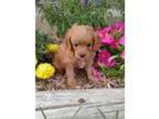 Cavapoo Puppy for sale in Bloomfield, IA, USA