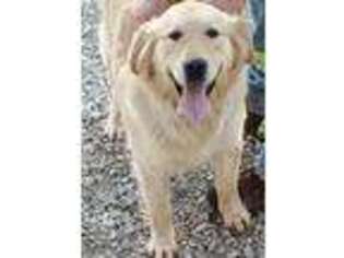 Golden Retriever Puppy for sale in Beatty, NV, USA