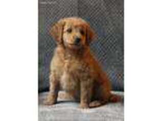 Labradoodle Puppy for sale in Holland, MI, USA
