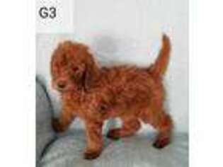 Goldendoodle Puppy for sale in Canal Winchester, OH, USA