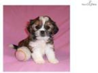 Shorkie Tzu Puppy for sale in Canton, OH, USA