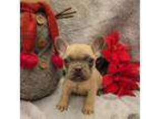 French Bulldog Puppy for sale in Struthers, OH, USA