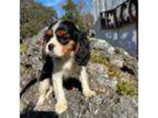 Cavalier King Charles Spaniel Puppy for sale in Brooksville, FL, USA