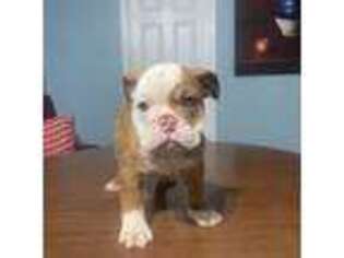 Bulldog Puppy for sale in Norcross, GA, USA