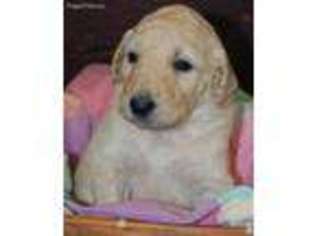 Goldendoodle Puppy for sale in Saint Louis, MO, USA