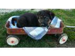 German Shepherd Dog Puppy for sale in Lovington, IL, USA