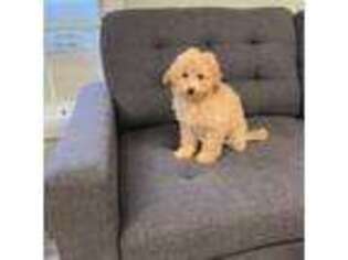 Mutt Puppy for sale in Collins, MS, USA