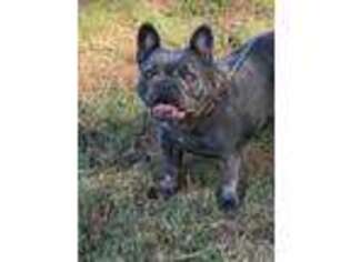French Bulldog Puppy for sale in Stephens City, VA, USA