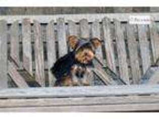 Yorkshire Terrier Puppy for sale in South Bend, IN, USA