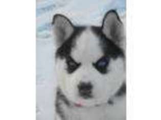 Siberian Husky Puppy for sale in Hunlock Creek, PA, USA