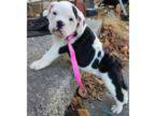 Olde English Bulldogge Puppy for sale in Clyde, OH, USA