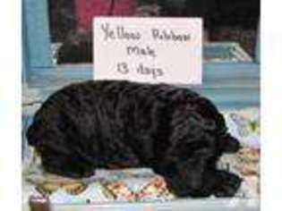 Mutt Puppy for sale in RICHMOND, KY, USA