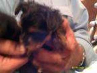 Yorkshire Terrier Puppy for sale in DEL VALLE, TX, USA