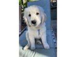 Mutt Puppy for sale in Redwood City, CA, USA