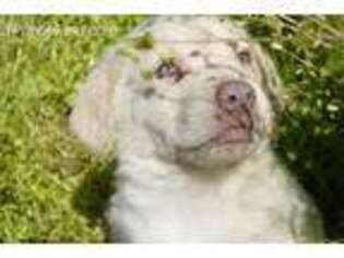 Labrador Retriever Puppy for sale in Ceres, CA, USA