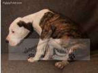 Great Dane Puppy for sale in Cokato, MN, USA