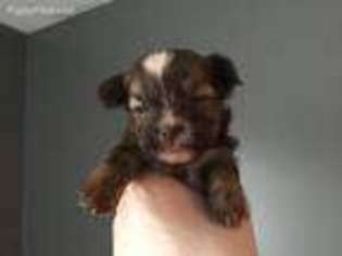 Shorkie Tzu Puppy for sale in Imperial, MO, USA