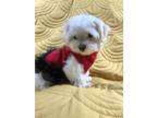 Maltese Puppy for sale in Woodbridge, VA, USA