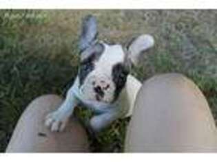 French Bulldog Puppy for sale in Kaplan, LA, USA
