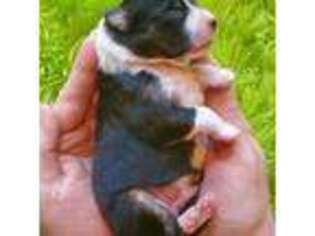 Miniature Australian Shepherd Puppy for sale in Reagan, TN, USA